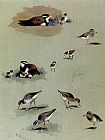 Archibald Thorburn Study of sandpipers cream-coloured coursers and other birds painting